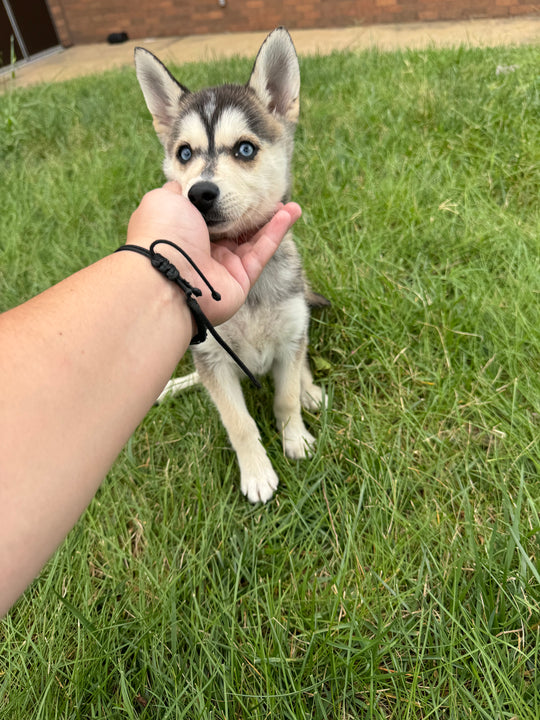 Klee Kai - 9101