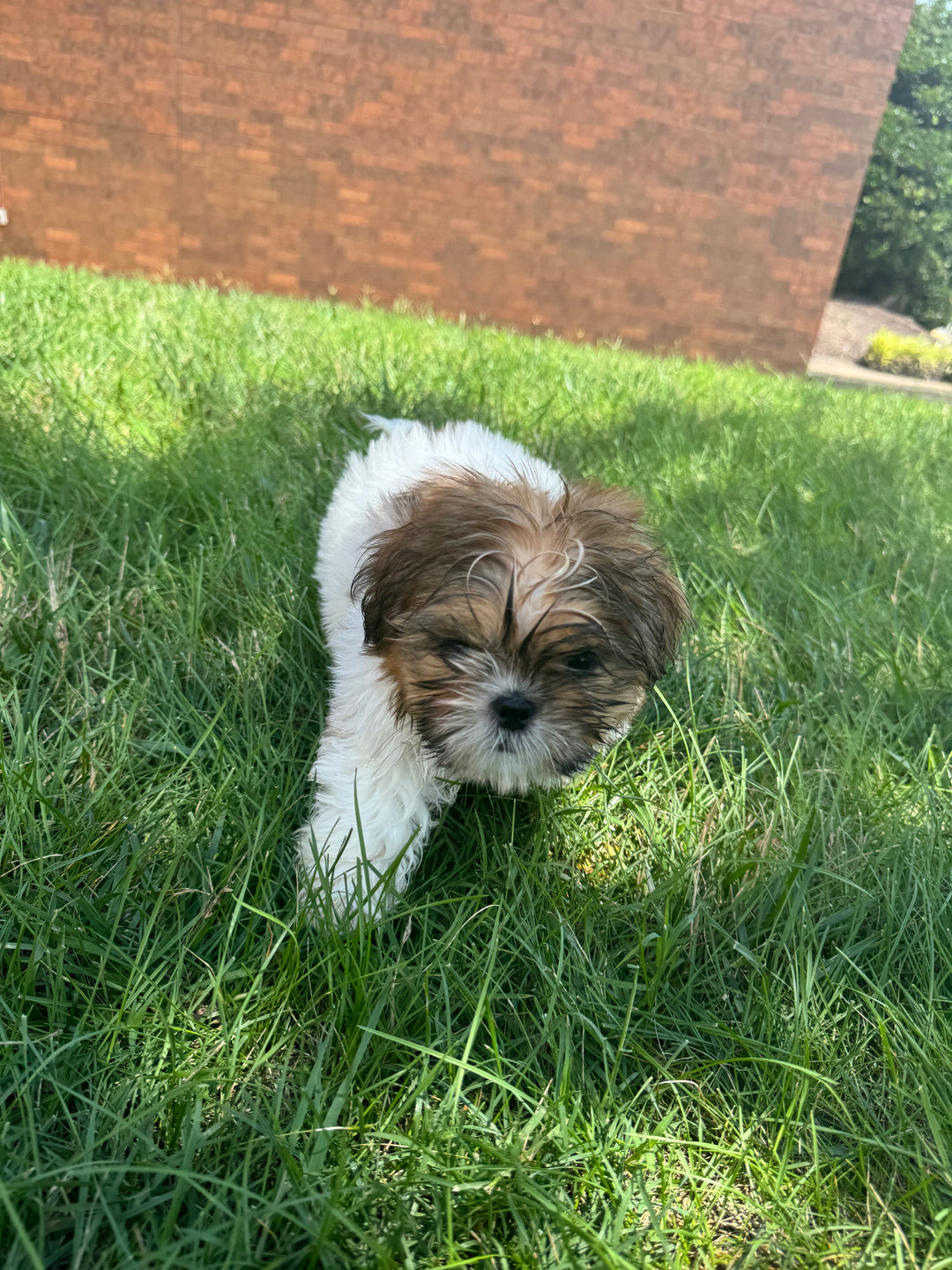 Shih Tzu - 3772