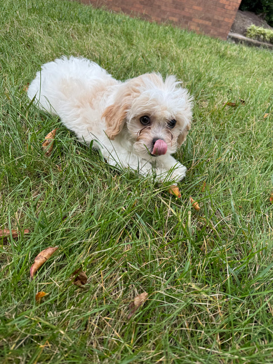 Peke-a-poo (Pekingese/Poodle) - 7052