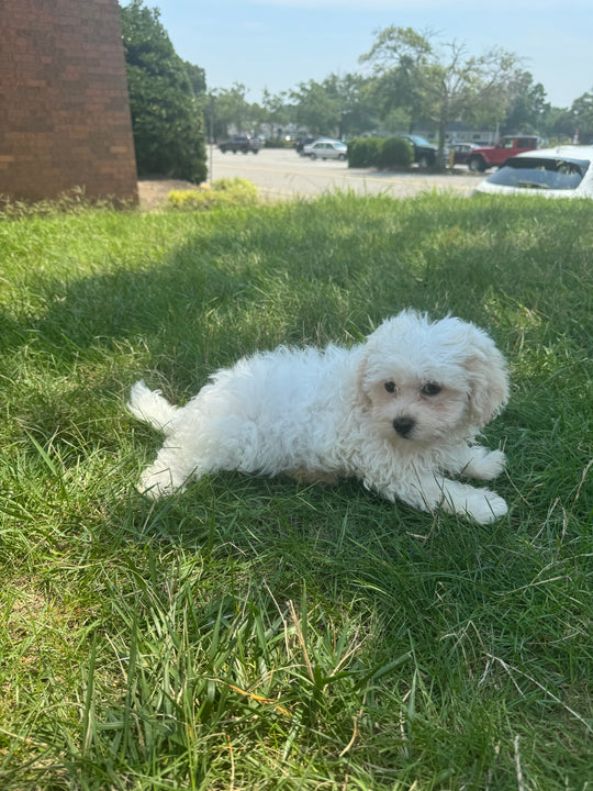 Teddy Bear (Shih Tzu/Bichon Frise) - 3834