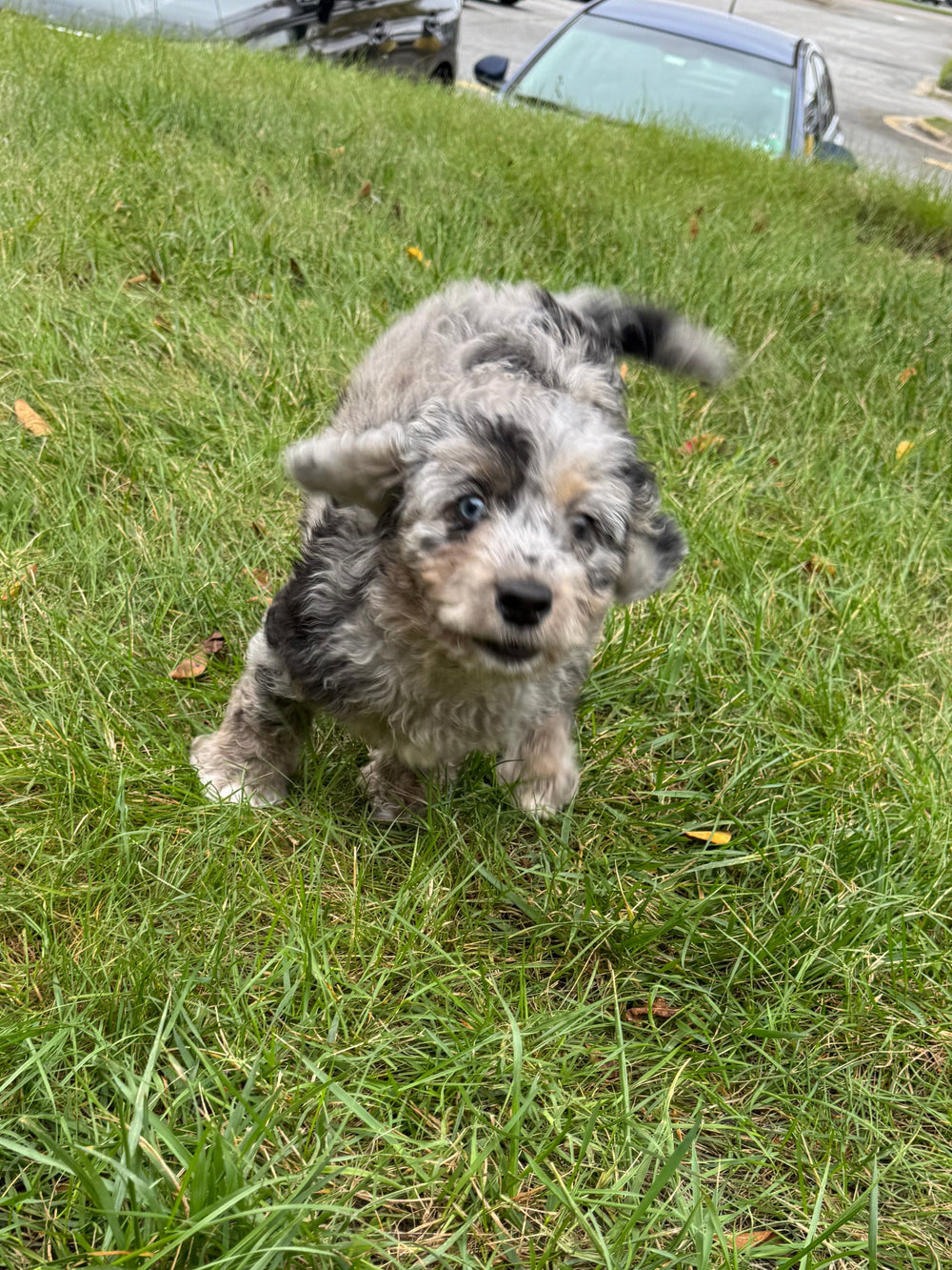 Poodle/Miniature Goldendoodle (Miniature Goldendoodle/Poodle) - 7666