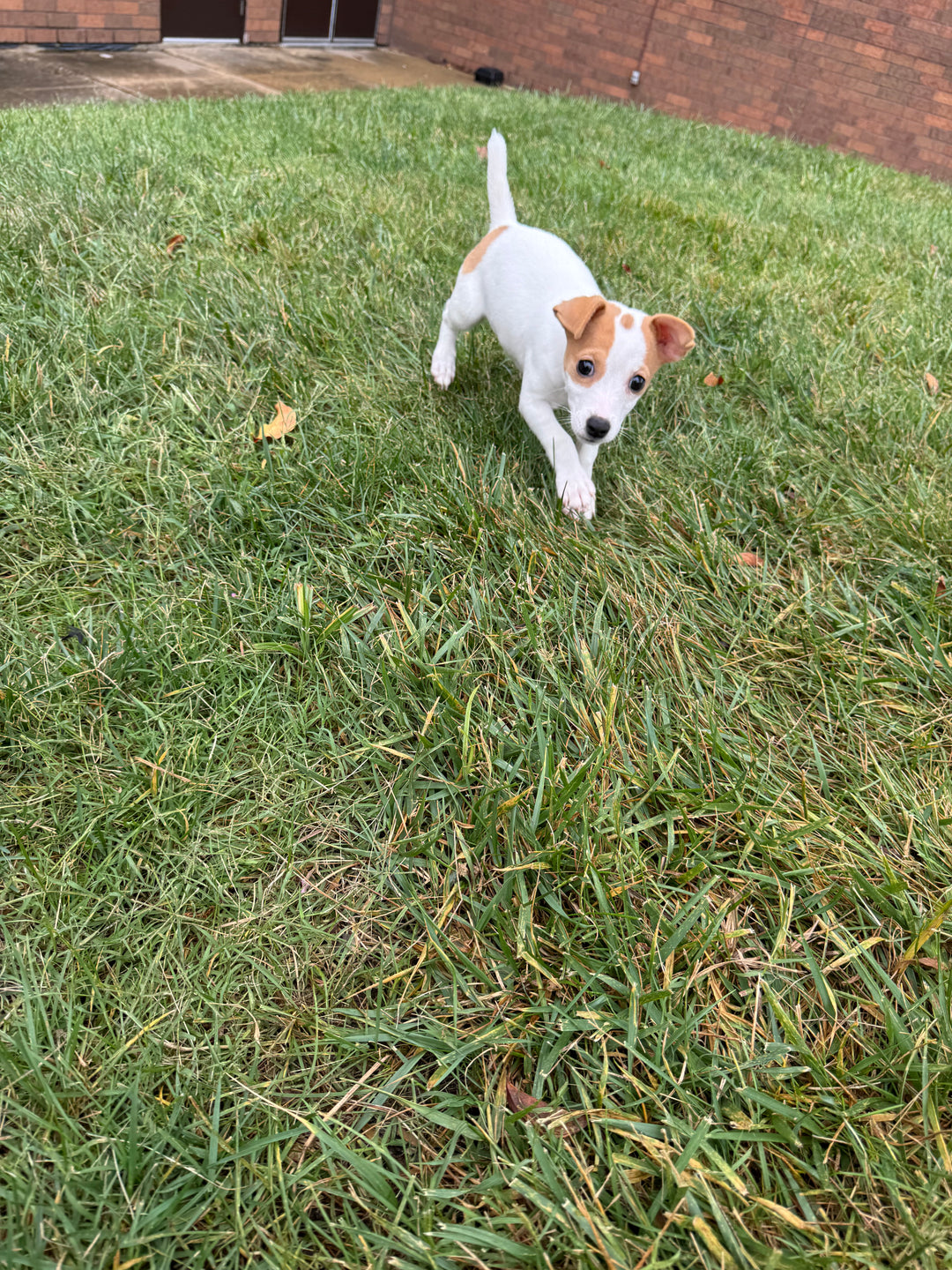 Jack Russell - 5389