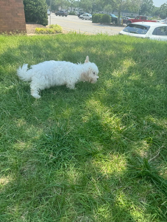 Teddy Bear (Shih Tzu/Bichon Frise) - 3834