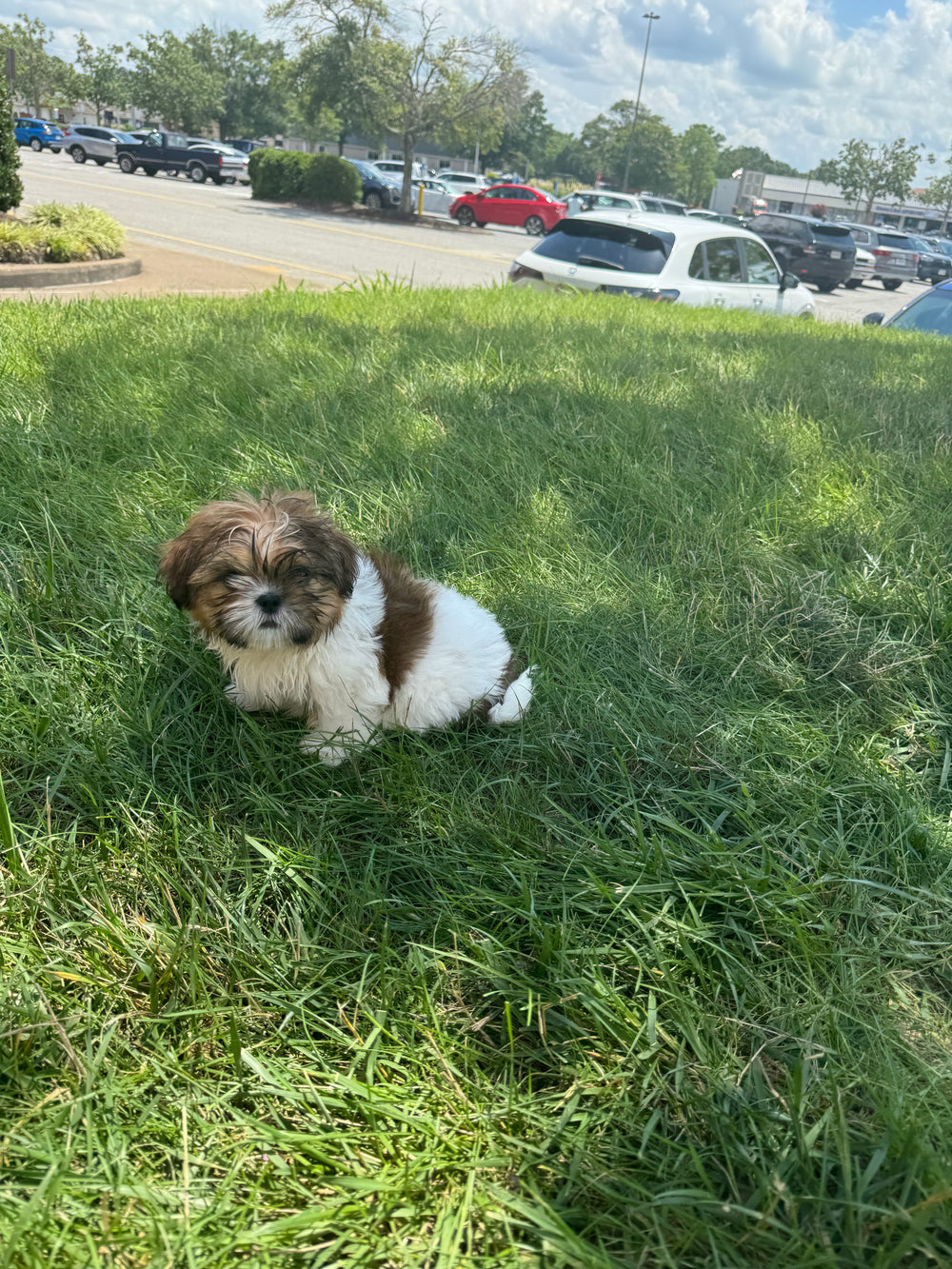 Shih Tzu - 3772