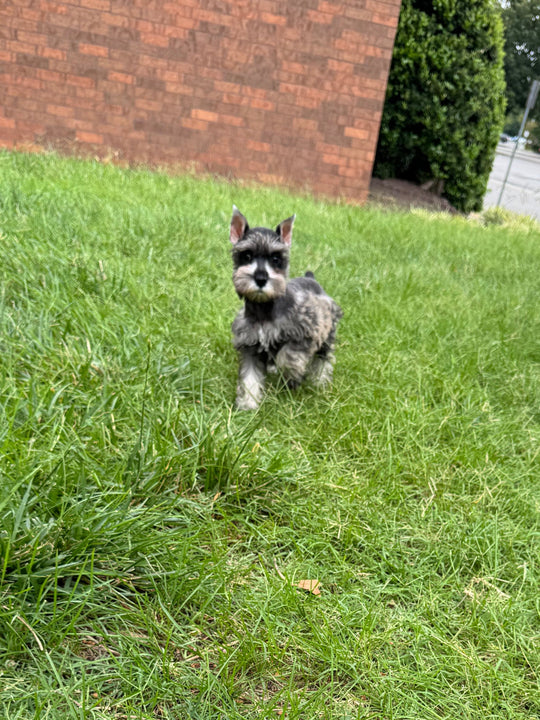 Miniature Schnauzer - 9652