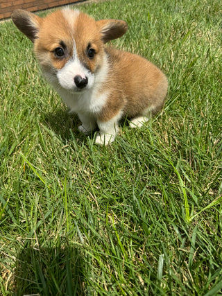 Pembroke Welsh Corgi - 9841