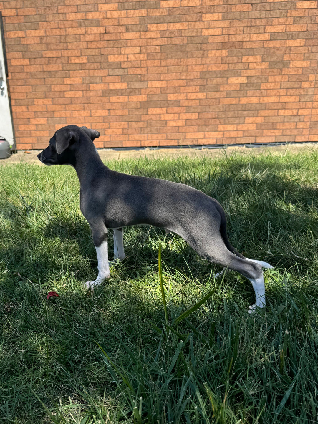 Italian Greyhound - 5230