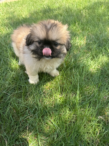 Pekingese - 3874