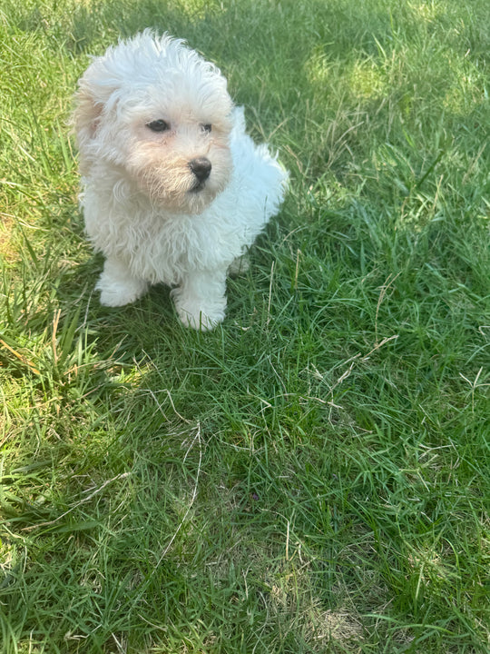 Teddy Bear (Shih Tzu/Bichon Frise) - 3834