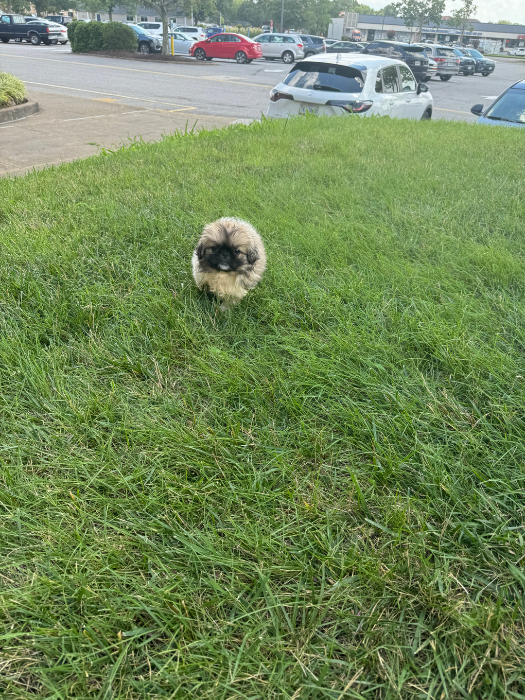 Pekingese - 3874