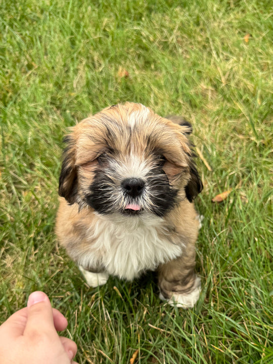 Lhasa Apso - 7667