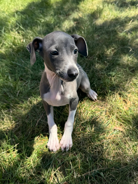 Italian Greyhound - 5230