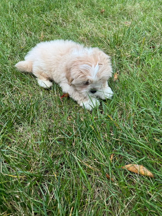 Lhasa Apso - 7680