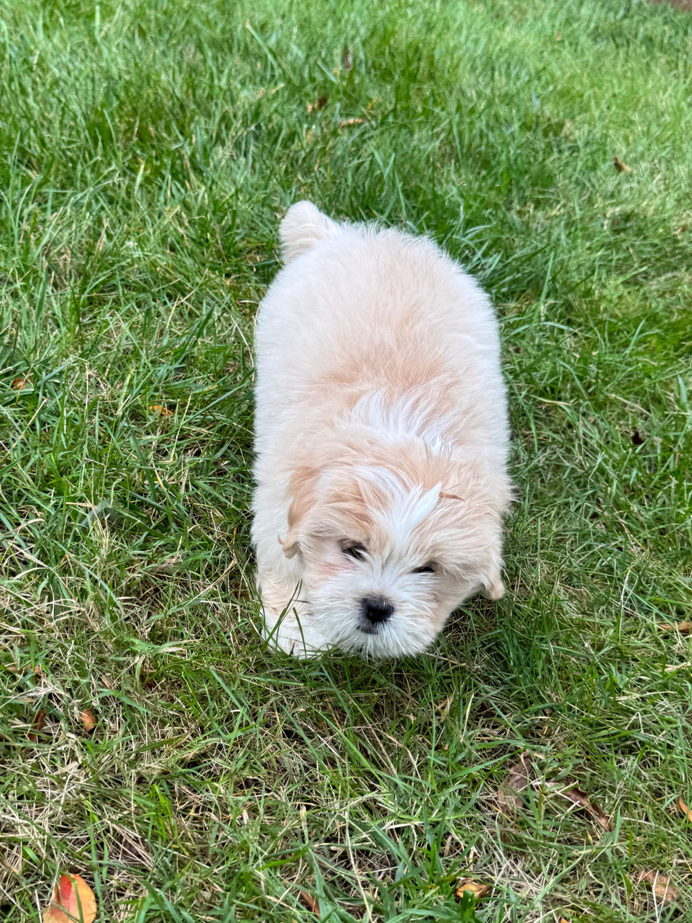 Lhasa Apso - 7680