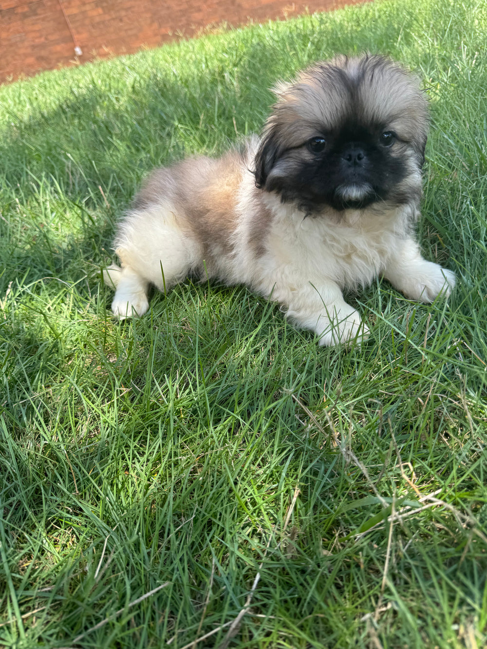 Pekingese - 3874