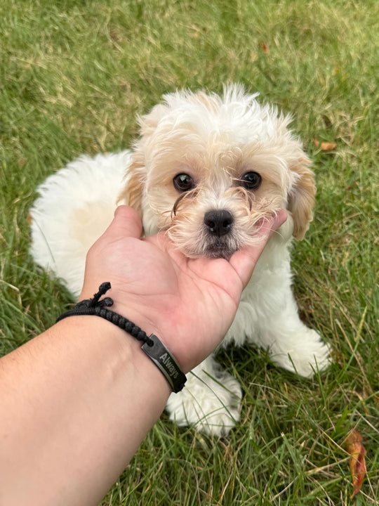 Peke-a-poo (Pekingese/Poodle) - 7052