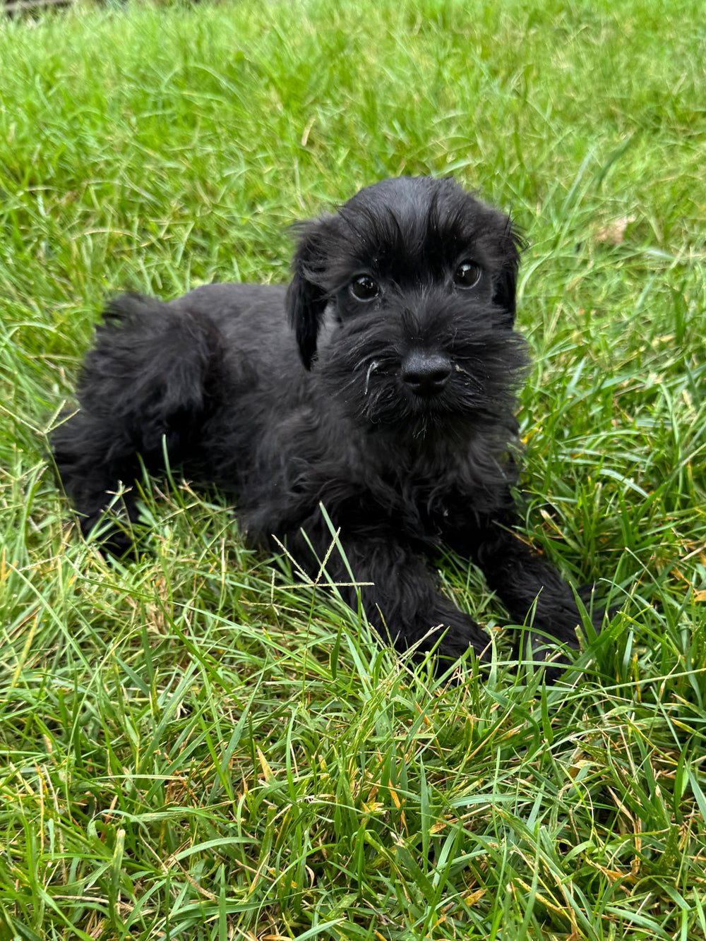 Miniature Schnauzer - 9250