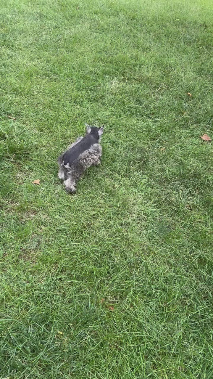 Miniature Schnauzer - 9652