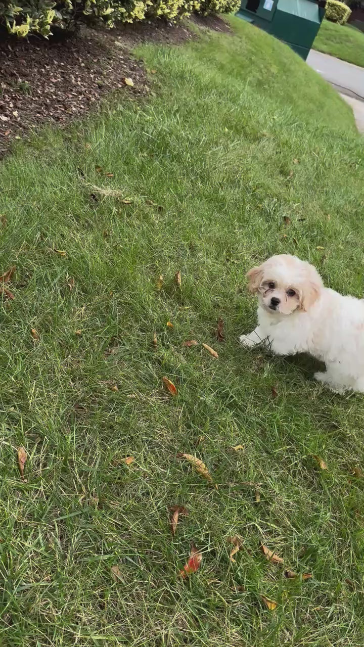 Peke-a-poo (Pekingese/Poodle) - 7052