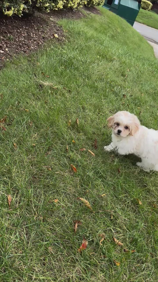 Peke-a-poo (Pekingese/Poodle) - 7052