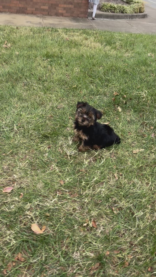 Yorkshire Terrier - 7537